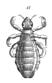 Illustration: Pediculus capitis