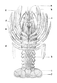 Illustration: Astacus fluviatilis