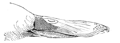 Illustration: Spatula clypeata