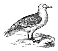 Illustration: Larus agentatus