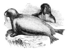 Illustration: Trichechus rosmarus