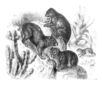 Illustration: Hyrax capensis