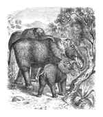 Illustration: Elephas africanus