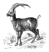 Illustration: Capra ibex