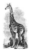 Illustration: Camelopardalis giraffa