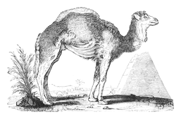 Illustration: Camelus dromedarius