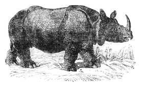 Illustration: Rhinoceros indicus