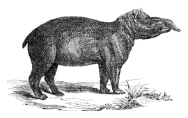 Illustration: Tapirus americanus