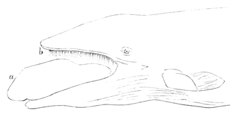 Illustration: Balaenoptera 