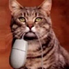akacats avatar