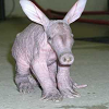 super_aardvarks avatar