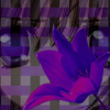 candybrie4zos avatar