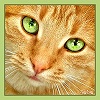 Gingercats avatar