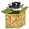 Gingercats avatar