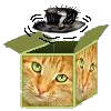Gingercats avatar