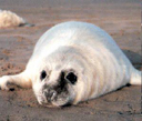 AlexTheSeals avatar